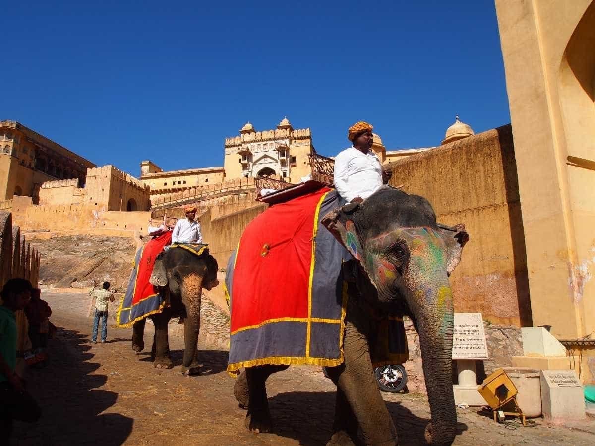Elephants in Rajasthan
